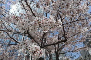 桜